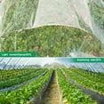 thumbnail image 3 of Newest 6 Mil Greenhouse Film  Plastic Sheeting, Green House Plastic Covering Polyethylene Film for Farms Garden Plants (6.5' x 6.5' - 2 PCS), 3 of 6