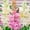 A, variant on Tuberose, Low Maintenance - Easy Grow - Ideal for Beds Borders, Plant Pots & Planters