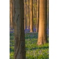 thumbnail image 2 of Jaynes Gallery 11x14 White Modern Wood Framed Museum Art Print Titled - Europe-Belgium-Hallerbos forest with blooming bluebells, 2 of 4
