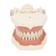 thumbnail image 2 of Modelo Tipodonto Dental, Educativo 32 Dientes DP Marco De Mandíbula Modelo De Dientes Habilidades Prácticas Para Enseñar Para Dentistas, 2 of 7