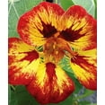 thumbnail image 2 of Variegated Orchid Flame Nasturtium Tropaeolum - 3" Pot- Edible Flowers, 2 of 2