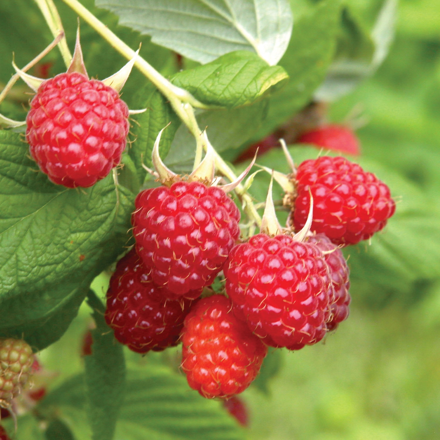 Expert Gardener Berry Collection (Set of 2 Dormant Bare Roots) Full Sun, Multi-Color, Perennial
