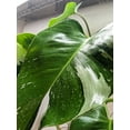 thumbnail image 5 of Philodendron 'White Princess' in 6" pot | Live Plant for Indoor | 12 - 22 inch Tall, 5 of 6