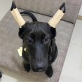 thumbnail image 3 of Dog Ear Stand Fixed Support Correction Vertical Tool For Doberman Pinscher Dog Samoyed Great Dane, 3 of 5