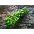 thumbnail image 7 of 3000 SUMMER SAVORY Satureja Hortensis Herb Purple Flower Seeds, 7 of 7