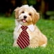 thumbnail image 3 of 1 pieza de pajarita ajustable para perros y gatos, disfraz para mascotas, Collar de corbata para perros pequeños, accesorios de aseo para cachorros 169, 3 of 7