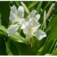 thumbnail image 3 of Live White Ginger Plant Root 1 Pk (Root 2"-4") Partial Shade, 3 of 7