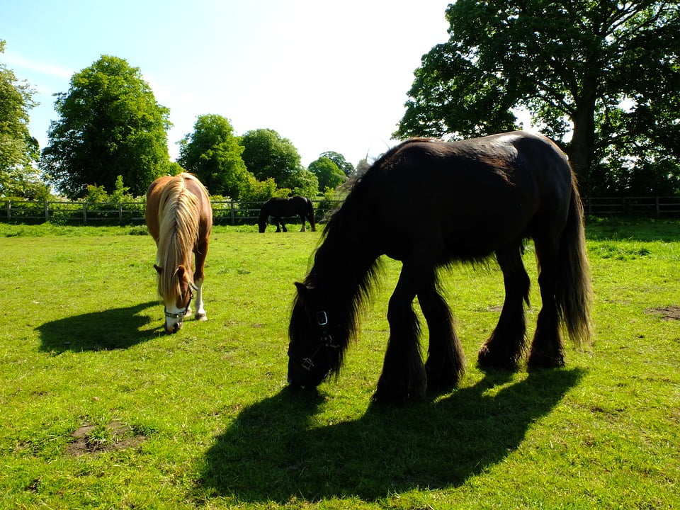 Cute pony walks in the forest free image download