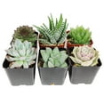 thumbnail image 3 of Assorted Collection of Live Succulents Randomly Picked - 8 Succulents, 3 of 4