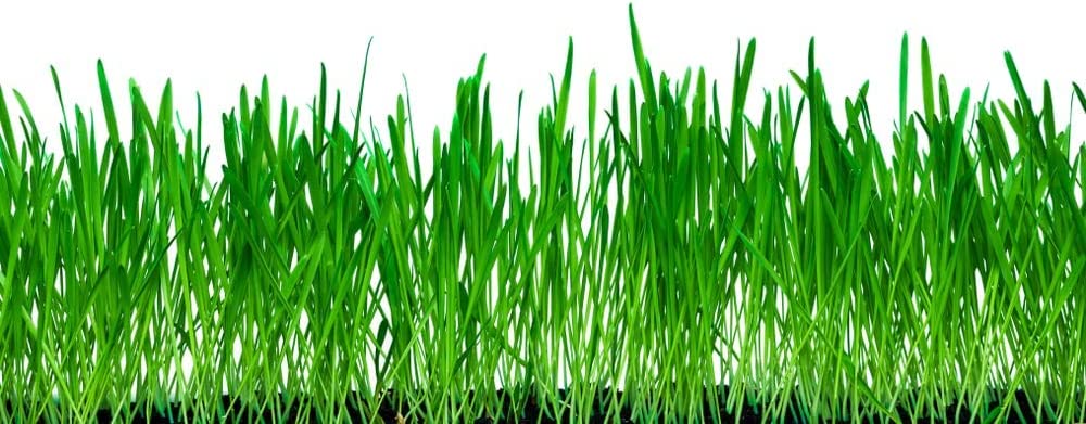 20 Pounds Premium Winter Rye Cover Crop Seeds - Non-GMO Rye Grain