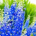 thumbnail image 2 of Direct Gardening Cobalt Dreams Delphinium Dormant Bare Root Blue Flowering Perennial Starter Plant, 2 of 4