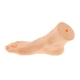 thumbnail image 1 of TISHITA Foot Model Fake Foot Tool Foot Sock Display for Painting Props Nail Art Home Female Right, 1 of 8