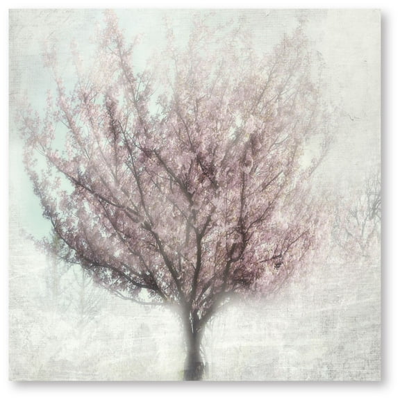 Courtside Market Cherry blossoms II 30"x30" Gallery-Wrapped Canvas Wall Art