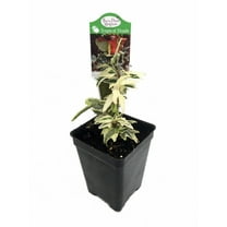 Mini Easter English Ivy - 2.5" Pot - Terrarium/Fairy Garden/House Plant