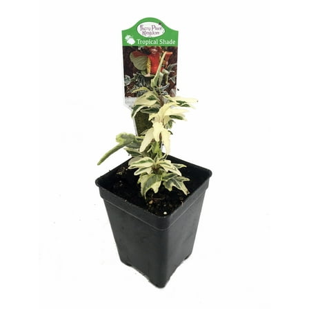 Mini Easter English Ivy - 2.5" Pot - Terrarium/Fairy Garden/House Plant