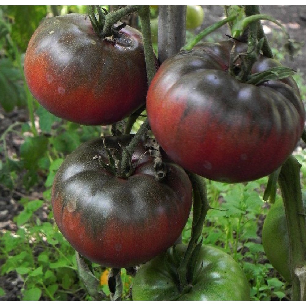 Black Krim Tomato 3 Plants Delicate Skin/Full Flavor Heirloom 3