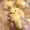 yellow, variant on Handmade Chick Squishes Toys,Cute Taba Squishes Toys,Soft Fufu Squishes Fidget Toys Silicone Squeeze Toys for Stress Relief Giftsļ¼1PCļ¼