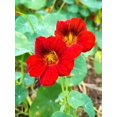 thumbnail image 5 of Empress of India Nasturtium Seeds (Tropaeolum nanum) - 50+ Non-GMO Heirloom Flower Seeds for Planting by Isla's Garden Seeds, 5 of 8