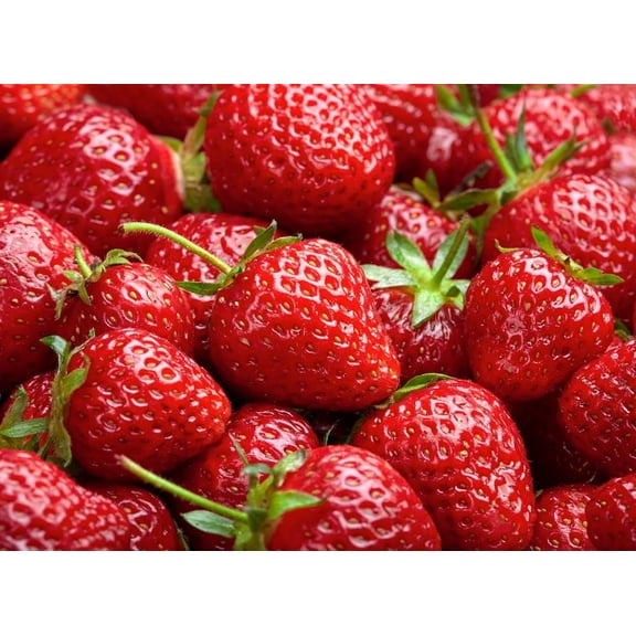 Harvest Glow Strawberry Plants - Grow Tasty Strawberries - Bare Root Plants (30 Plants)