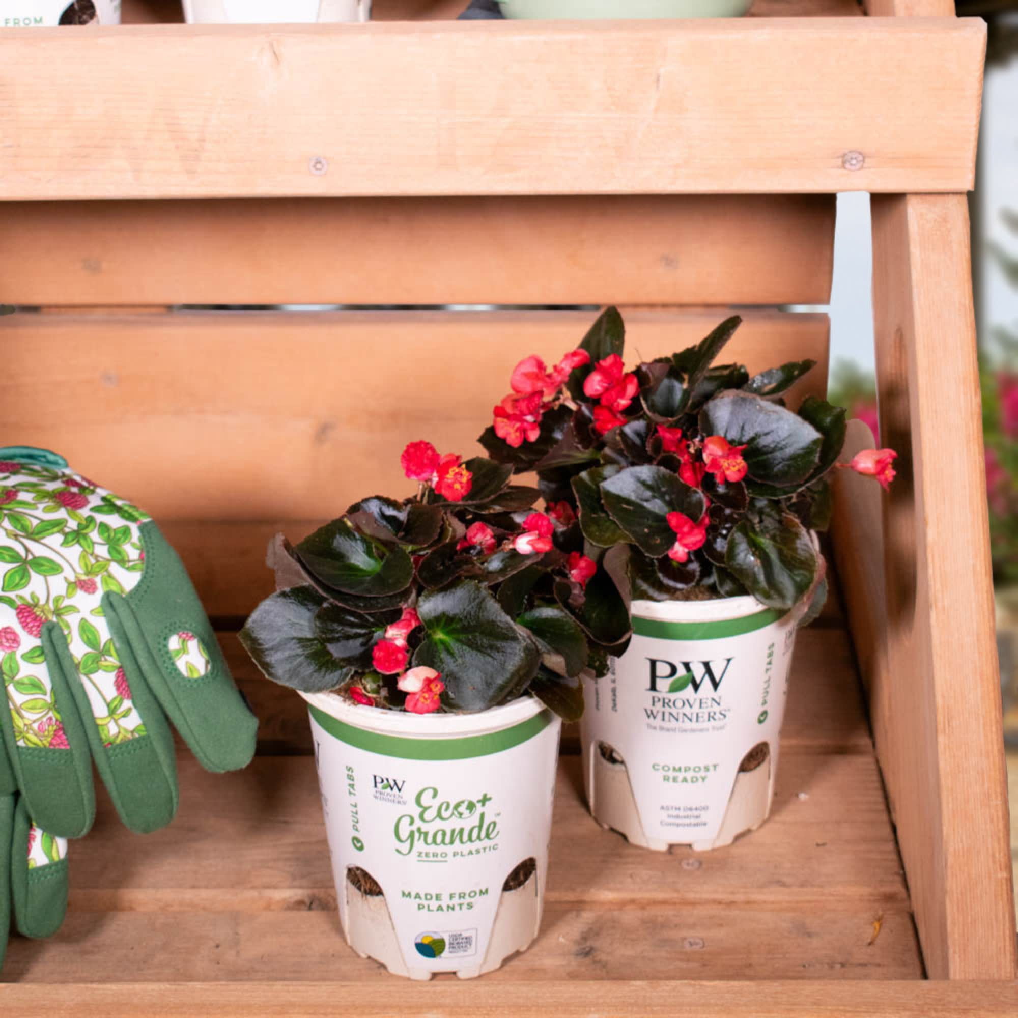 Proven Winners 4" Double Up Red Begonia Live Plant in 4.25" Pot (4 Count)