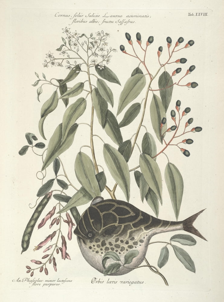 Globe-fish Canvas A