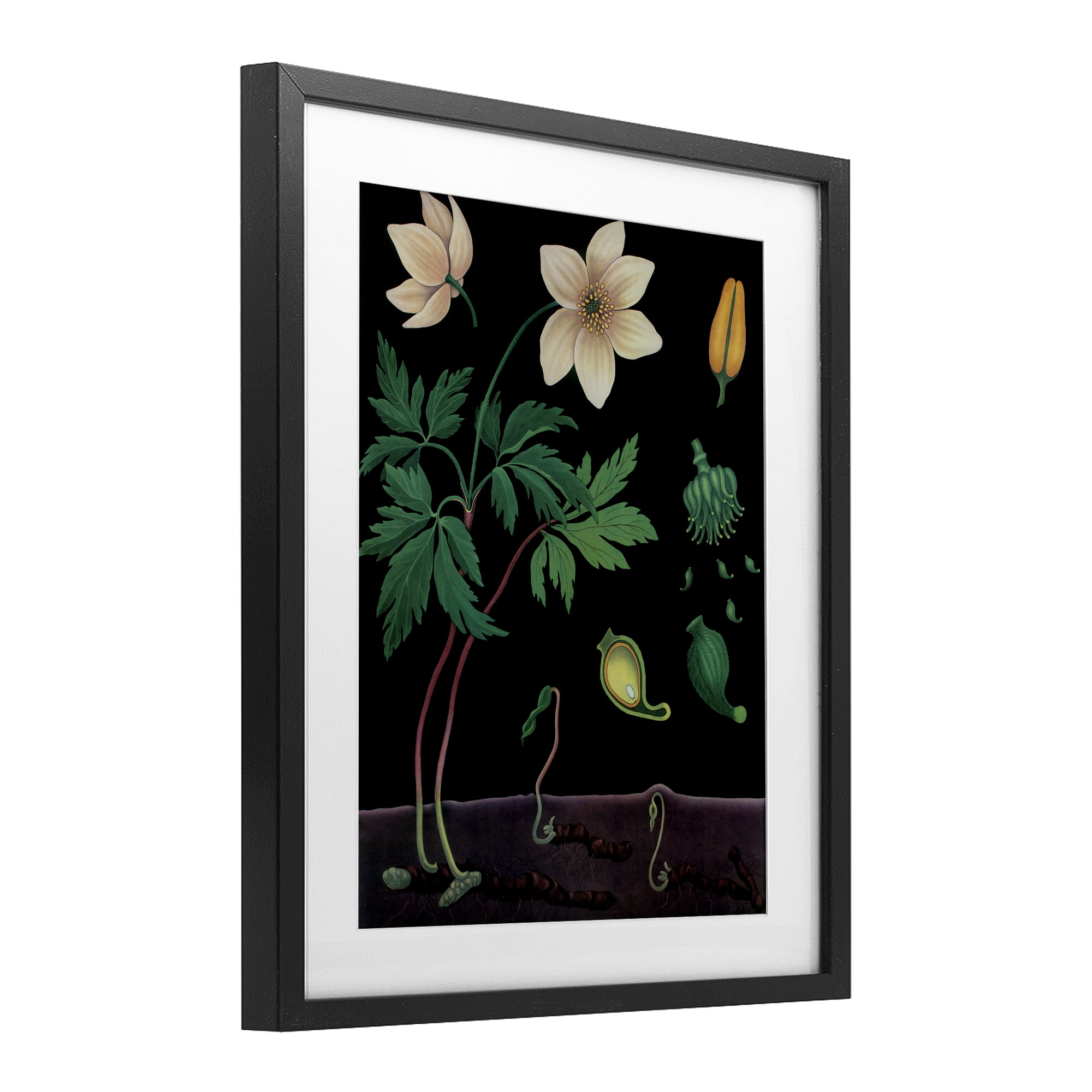 Stupell Industries Sprouting Wildflower Illustrations Black Framed Print Under Glass, design by Vintage Hustle