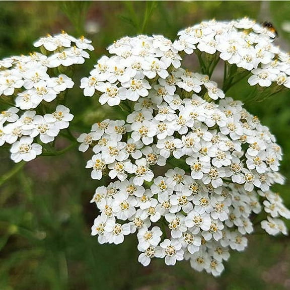 White Yarrow Western Flower Seeds, 1500 Seeds Per Packet, Isla's Garden Seeds
