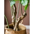 thumbnail image 6 of Artificial Apple Banyan Leaf Tree, 6 of 10