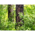 thumbnail image 2 of Gulin, Sylvia 32x25 White Modern Wood Framed Museum Art Print Titled - USA-Washington State-Leavenworth white flowering bush amongst Ponderosa Pine, 2 of 4