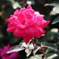 thumbnail image 7 of Brighter Blooms - Pink Knock Out® Rose Tree, 3-4 ft. - No Shipping to AK, AZ, HI, 7 of 7