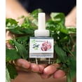 thumbnail image 4 of Scent Fill 100% Natural Fresh Peppermint Plug in Refills Air Freshener, Scented Oil Refills, 3 Refills, 4 of 6