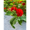 thumbnail image 3 of Grayscale 19x24 Black Modern Framed Museum Art Print Titled - Lantana IV, 3 of 5