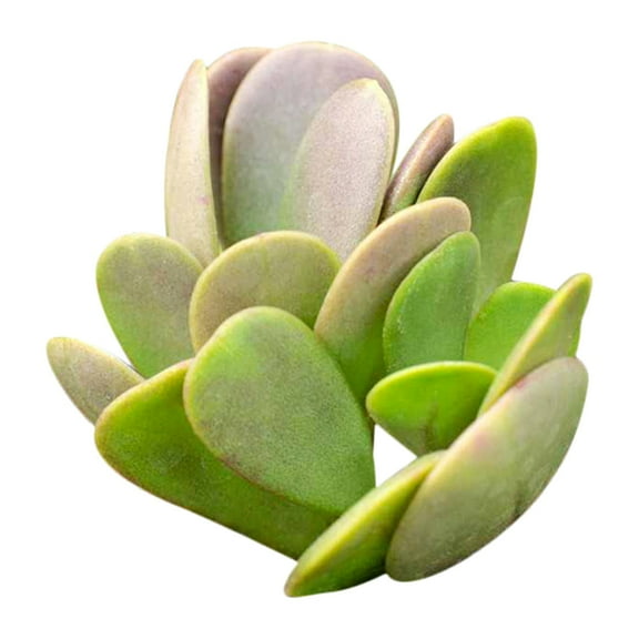 Trailing Jade Senecio Jacobsenii (2" Plastic Pot) - Tiny, Lovely, Easy to Care Succulent for Beginners - Live Healthy Succulent for Home Office - Best Trailing Indoor Plant