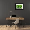 thumbnail image 3 of Ostrowitz, Mallorie 32x23 Black Ornate Wood Framed with Double Matting Museum Art Print Titled - Close-up of the fronds of the Sago Palm Tree, 3 of 4