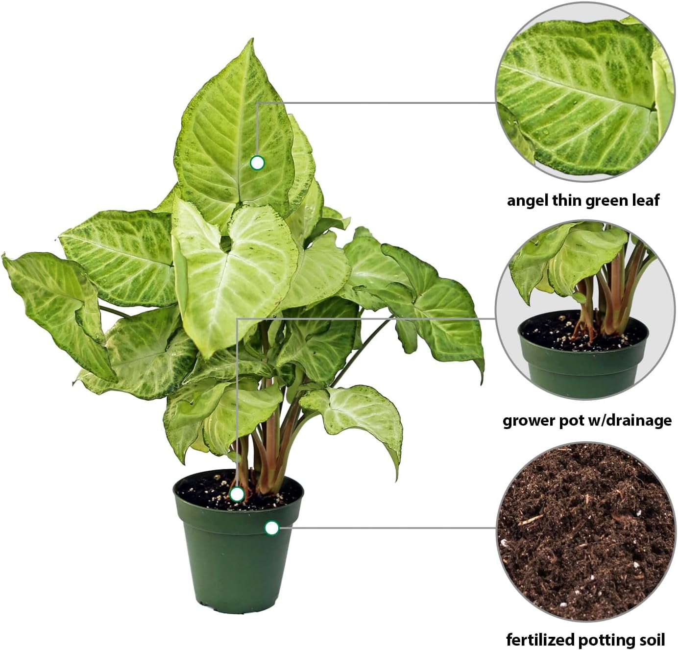 Live Combo Syngonium Arrowhead White Butterfly & Maria Allusion, Christmas Gift for Co-Worker, Housewarming Gift, Fully Rooted Indoor Plant, Healthy Houseplants in 4" Pots