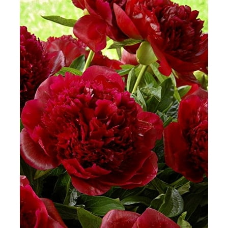 Red Charm Bareroot Peony, 2-3 Eye, Great for Fall Planting! (1)