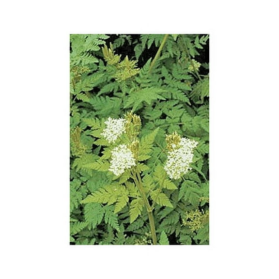 Caraway Great Herb by Seed Kingdom Bulk 5 Lb Seeds