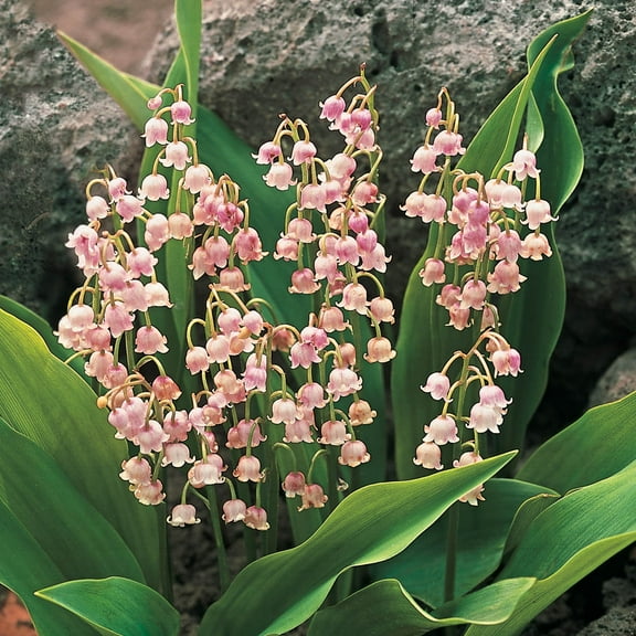 Pink Flowering Lily of the Valley Dormant Groundcover Perennial Plants, 6-Pack