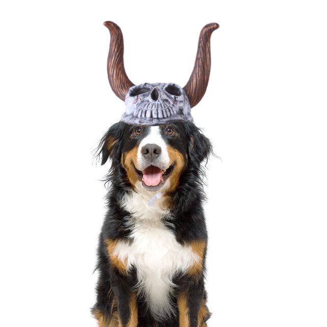 Tocado para mascotas de Halloween, divertido cráneo de vaca y cuernos largos, tocado decorativo para gato aterrador, gato de peluche (A) oso de fresa Electrónica