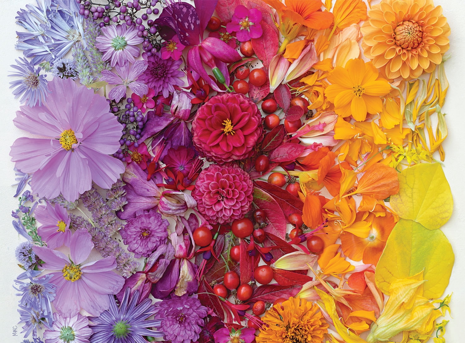 Buffalo Games Bonjour Gradient Flora 1000-Piece Interlocking Jigsaw Puzzle for Adults Ages 14+