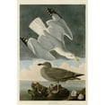 thumbnail image 3 of Audubon, John James 18x24 Black Modern Framed Museum Art Print Titled - Herring Gull, 3 of 5