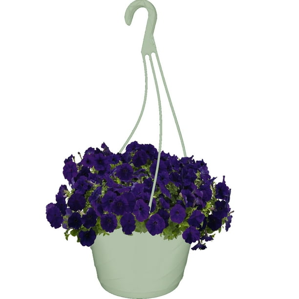 Petunia Hang Basket