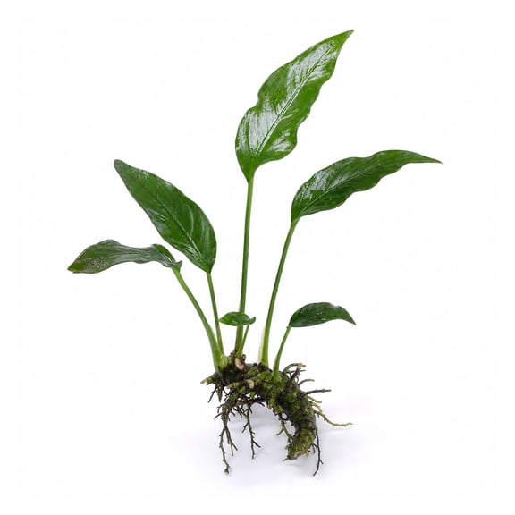 Canton Aquatics Anubias Frazeri Small- Easy to Care Live Aquatic Plant for Freshwater Aquarium - Perfect for Beginners & Natural Decoration for Fish BUY2 GET1 FREE