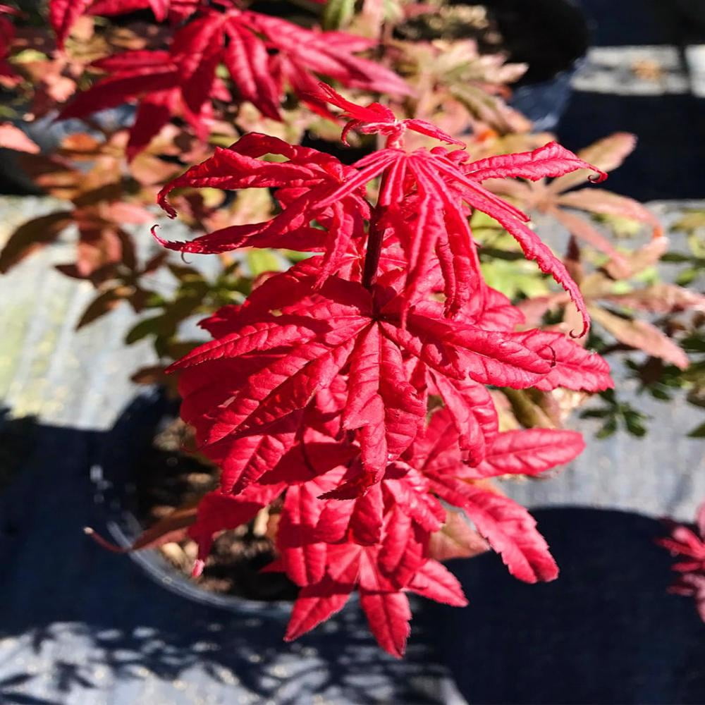 Expert Gardener 1-1.5 ft tall Red Maple Live Tree in 1-Gallon Grower Pot