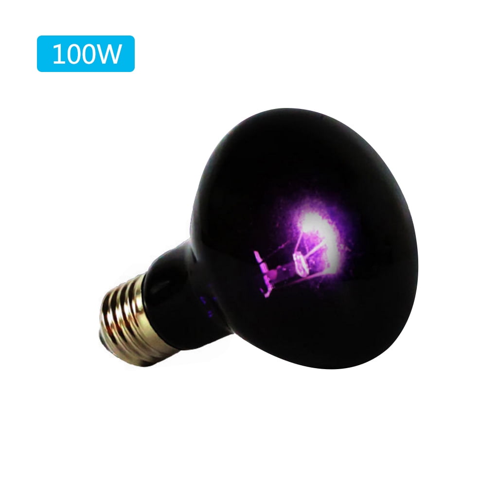 tortoise light at night