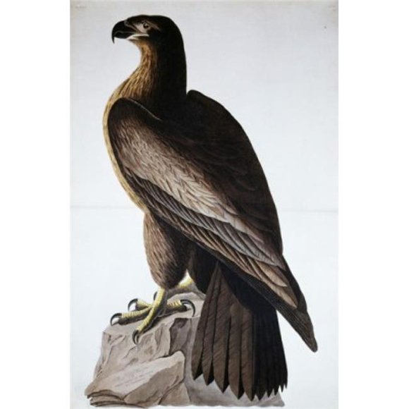 Posterazzi SAL900129454 Great American Sea Eagle John James Audubon 1785-1851 American Poster Print - 18 x 24 in.
