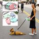 thumbnail image 5 of Irfora Correa retráctil para perros Cuerda de tracción para perros sin enredos Mango antideslizante Correa extensible para perros Correa para caminar para mascotas pequeñas y medianas Bloqueo y libera Irfora Correas para pasear perros, 5 of 7