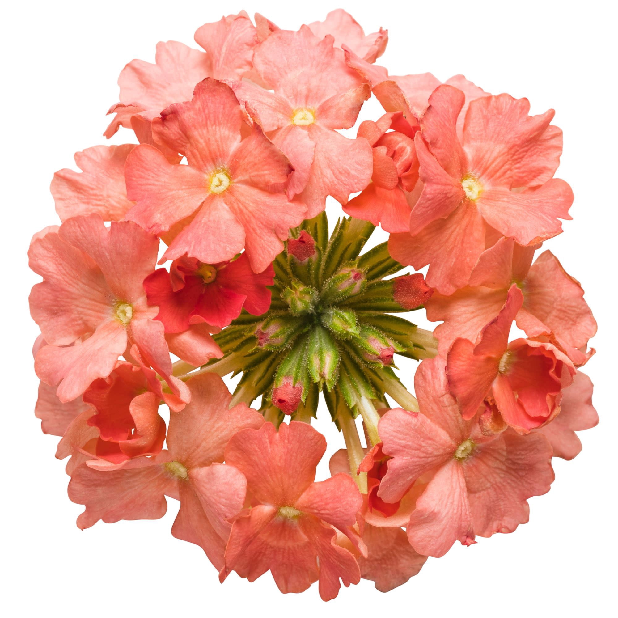 Proven Winners 4" Orange Superbena Peachy Keen Verbena Live Plant in 4.25" Pot (4 Count)
