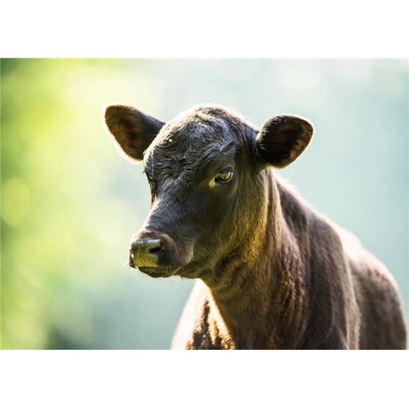 Posterazzi DPI12303414LARGE Free Range Angus Calf - Gaitor Florida United States of America Poster Print by Mark Emery, 36 x 26 - Large