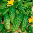 thumbnail image 1 of GL s Cucumber Bush Early Heirloom Non GMO, 1 of 5